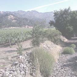 Billecart Salmon Cuvee Nicholas Francois 1990